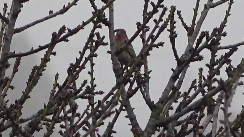 Roselin familier - ML646954624