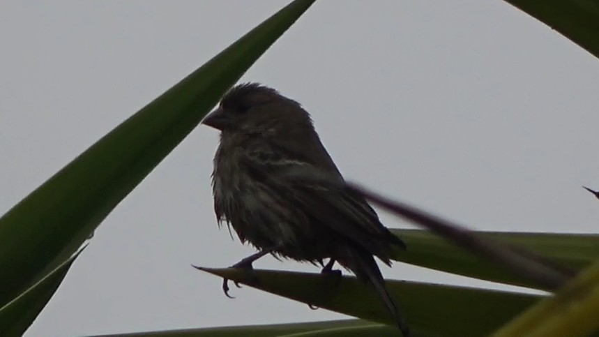 Roselin familier - ML646954625