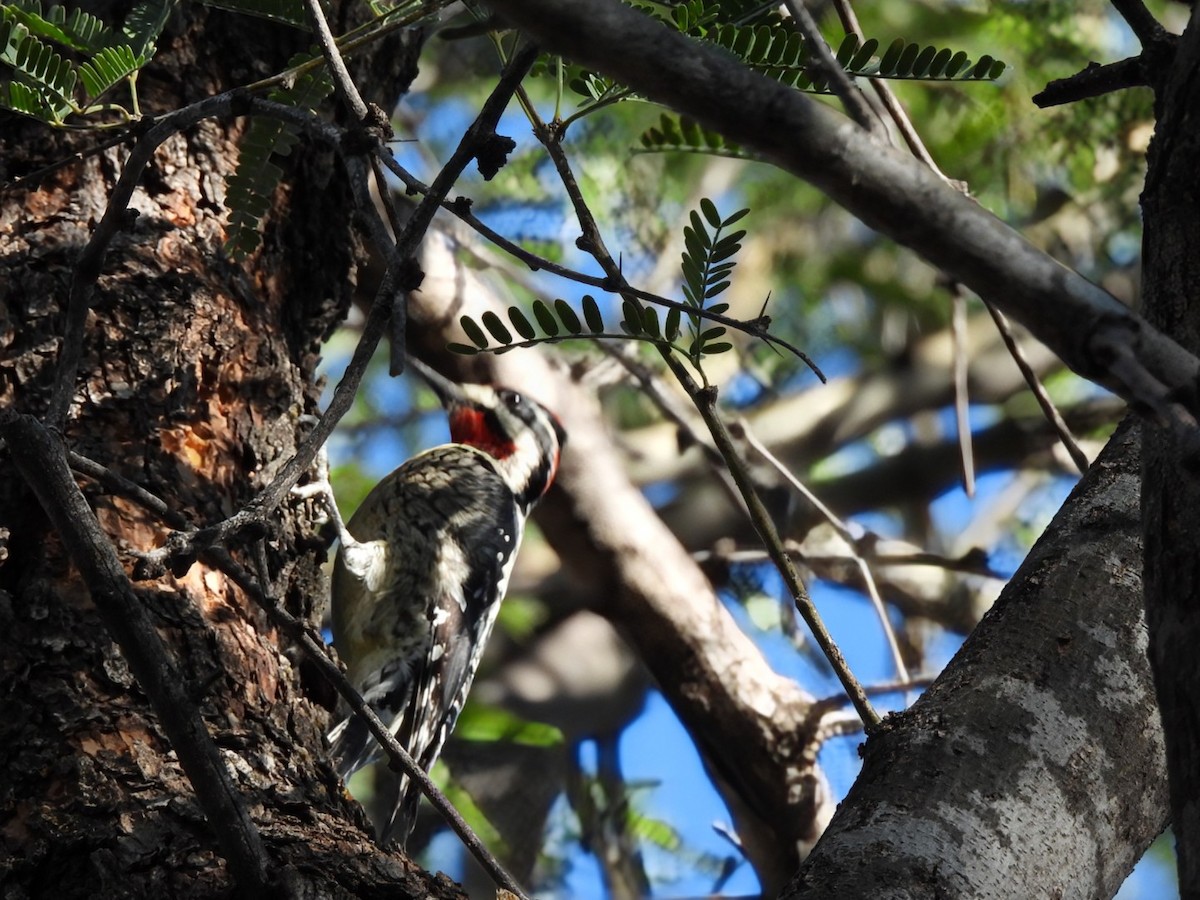 Red-naped Sapsucker - ML646954626