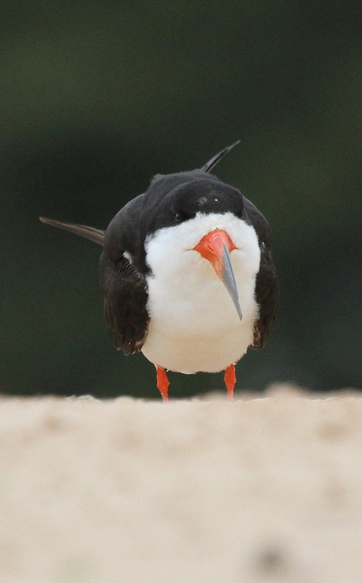 Aizturmoko amerikarra - ML646954627