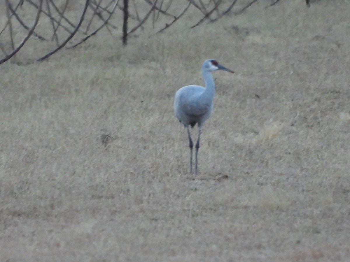Grue du Canada - ML646954628