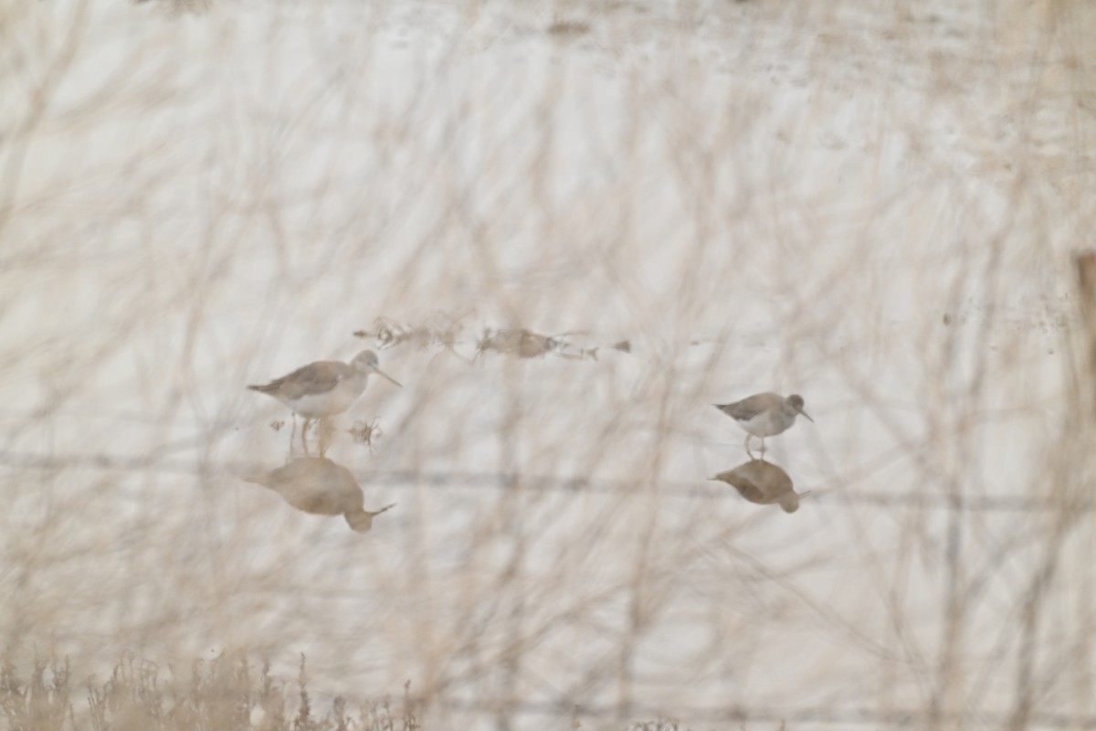 Lesser Yellowlegs - ML646954629