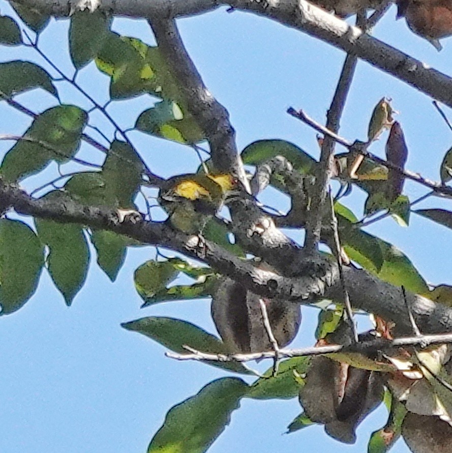 ムナフハナドリ - ML646954630