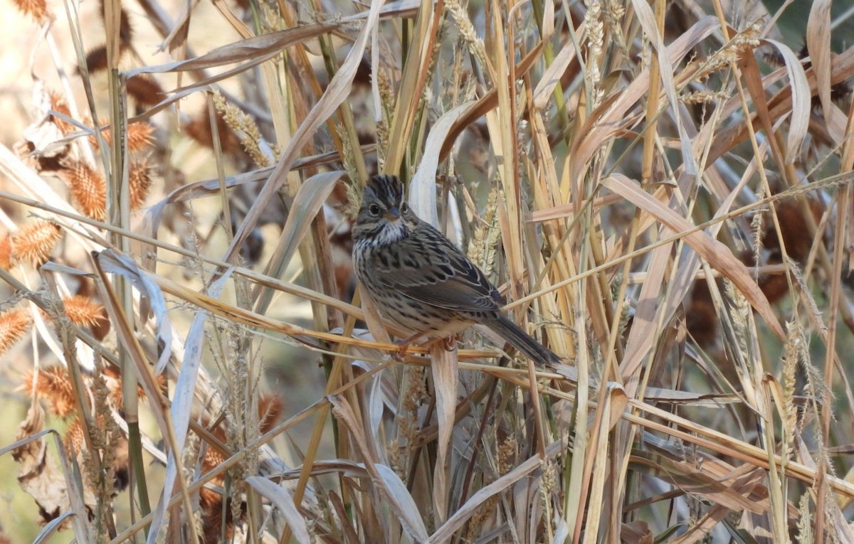 strnadec pruhohlavý - ML646954631