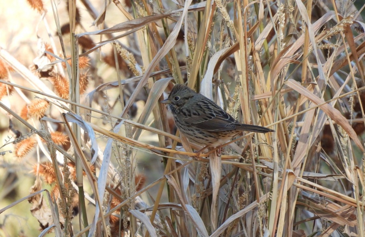 strnadec pruhohlavý - ML646954632