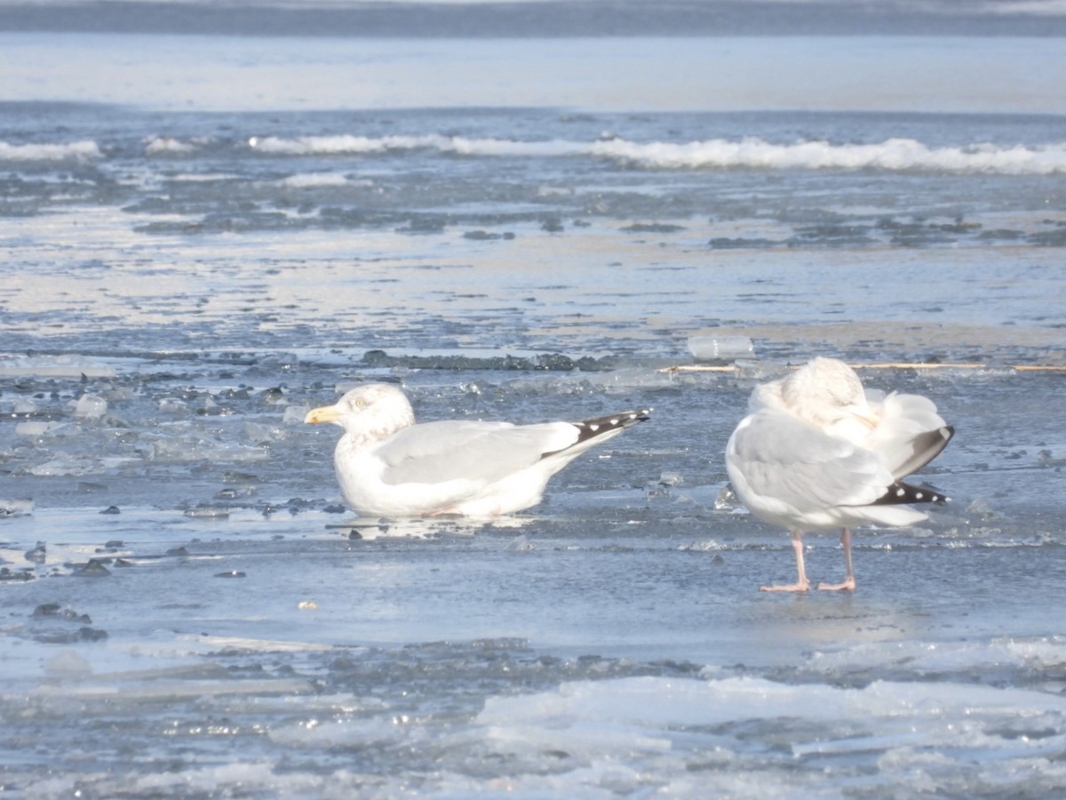 American Herring Gull - ML646954635
