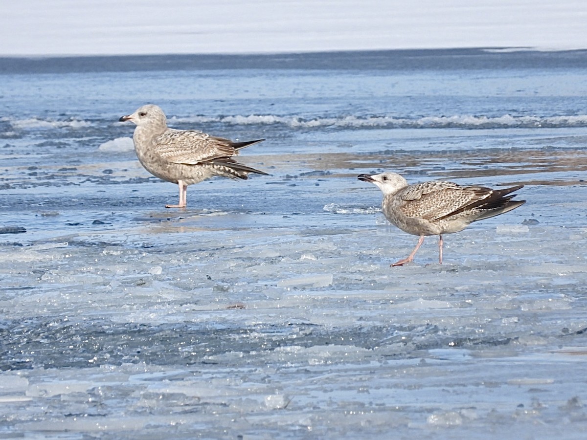 American Herring Gull - ML646954638