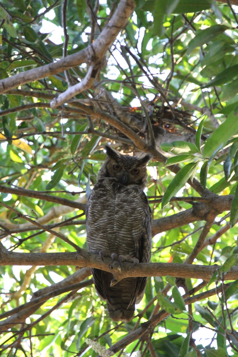 Hontz virginiarra - ML646954640