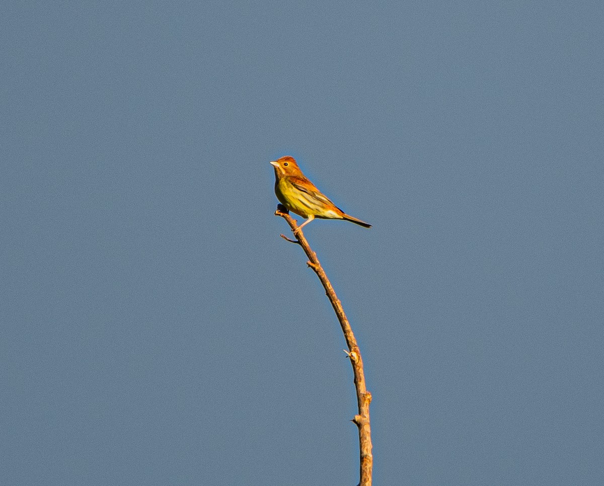 Вівсянка руда - ML646954643