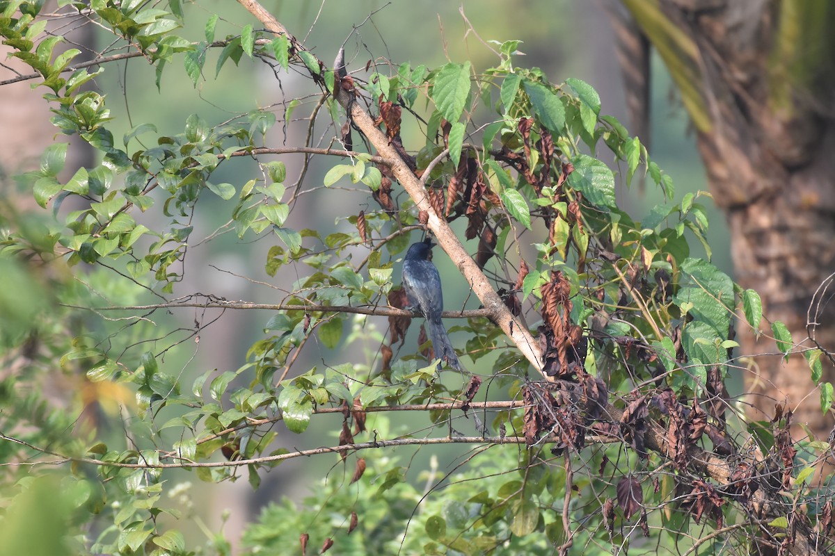 Greater Racket-tailed Drongo - ML646954647