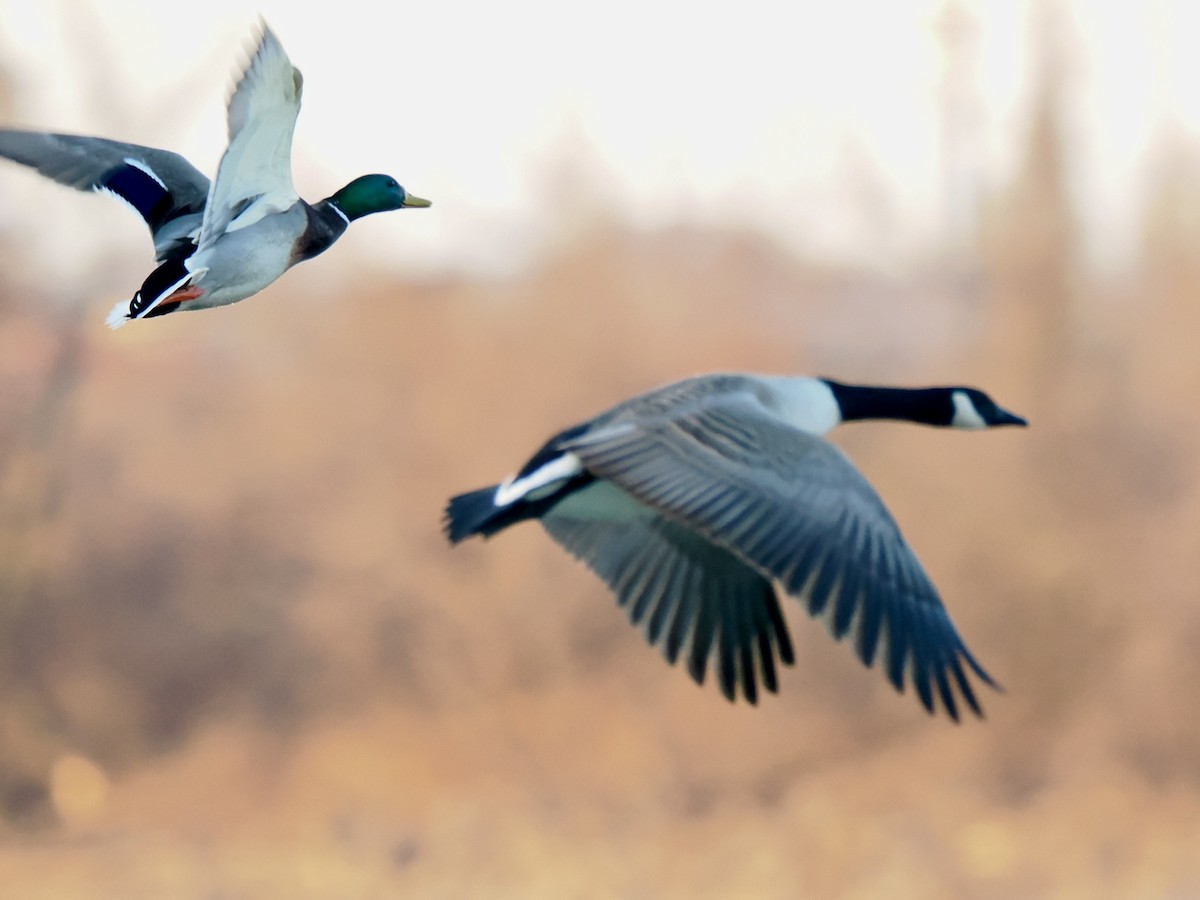 Canada Goose - ML646954649