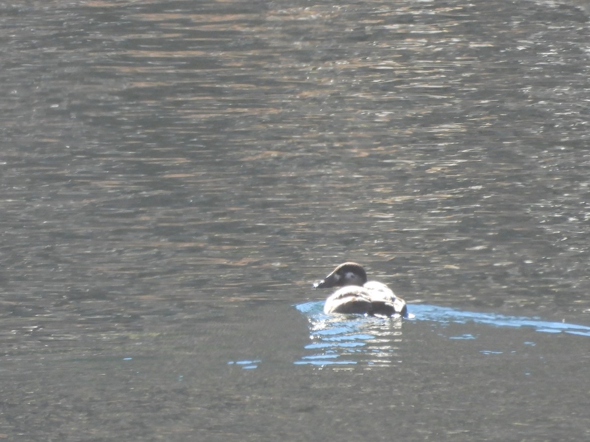 Macreuse à front blanc - ML646954650