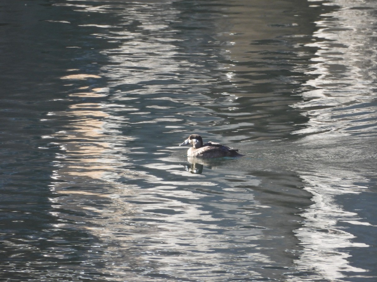 Macreuse à front blanc - ML646954651