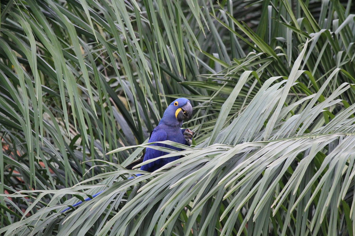 Hyacinth Macaw - ML646954653