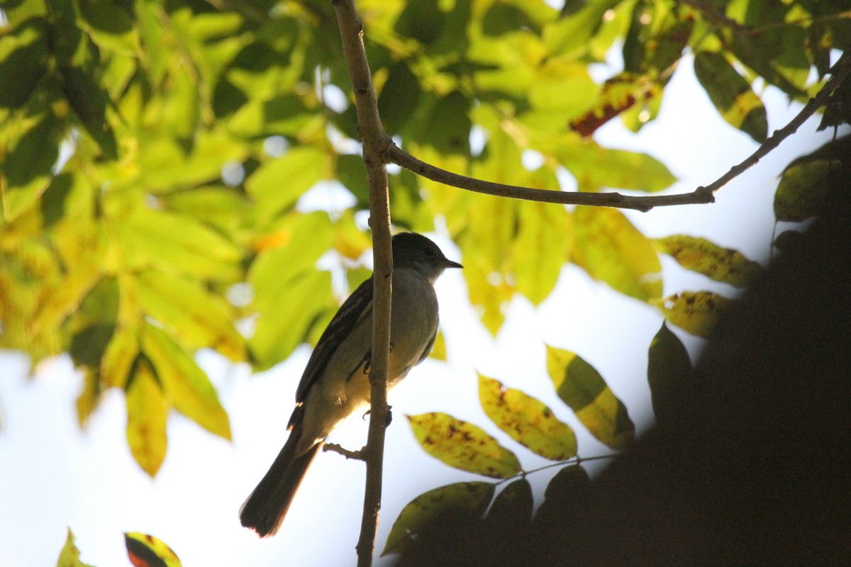 Large Elaenia - ML646954656