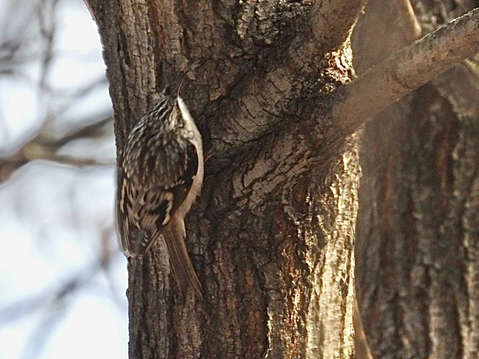 Brown Creeper - ML646954657