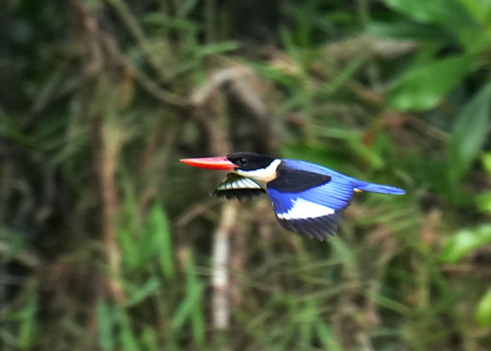 ヤマショウビン - ML646954658