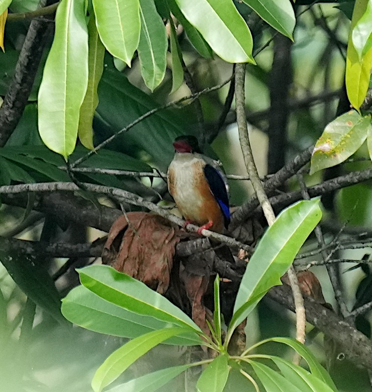 ヤマショウビン - ML646954659