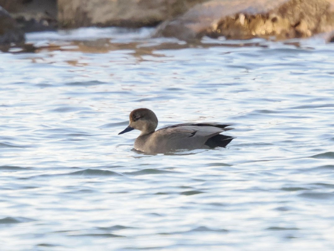 赤膀鴨 - ML646954660