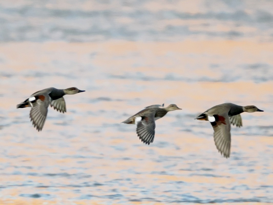 赤膀鴨 - ML646954661