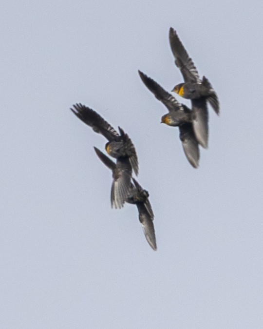 キガシラムクドリモドキ - ML646954664