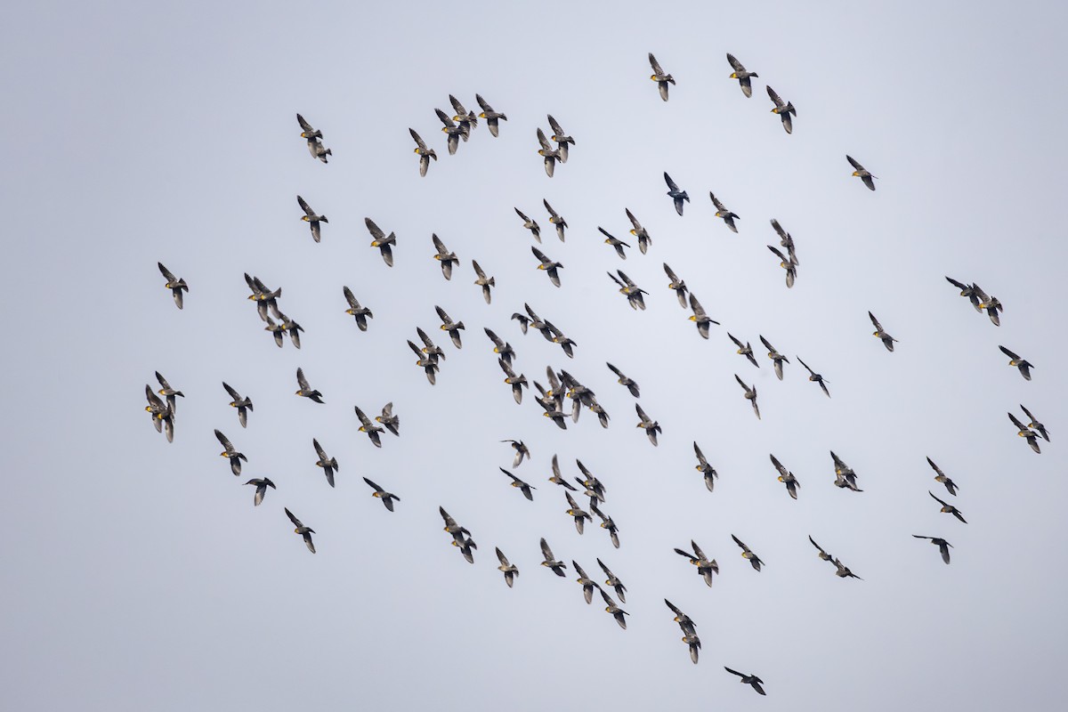 キガシラムクドリモドキ - ML646954665