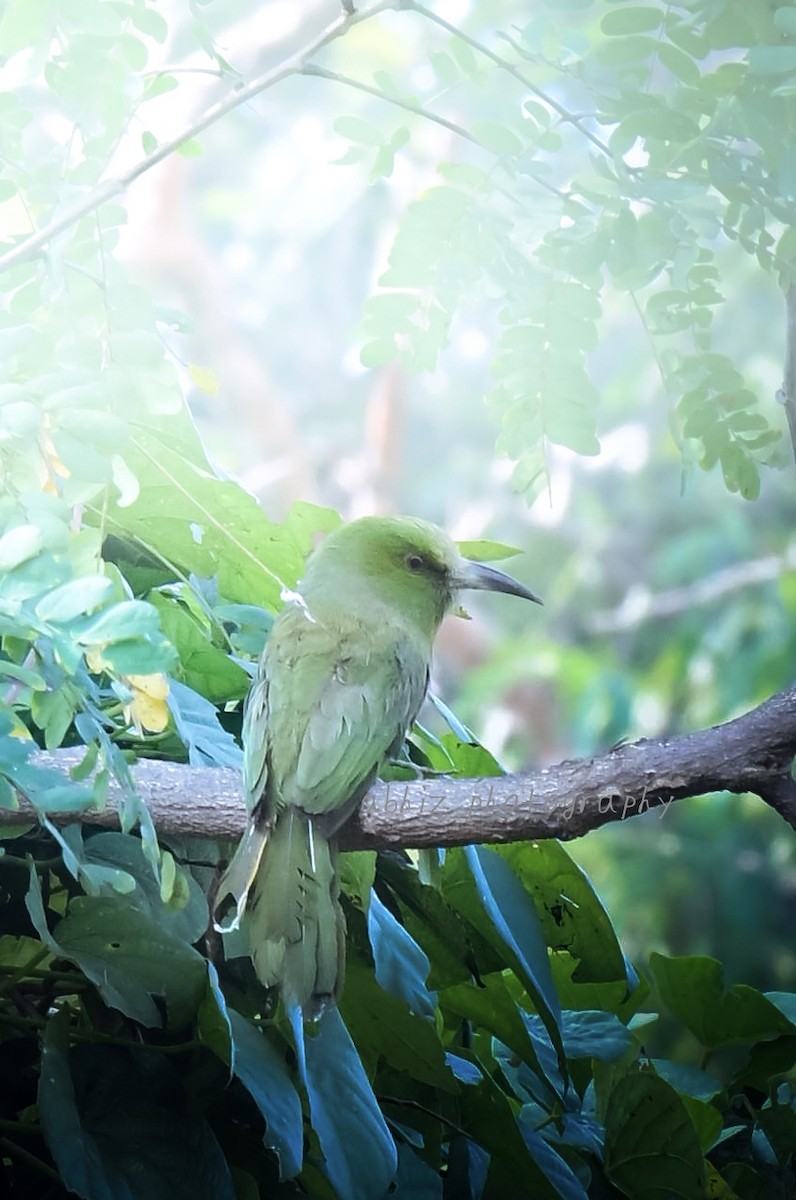 アオムネハチクイ - ML646954666