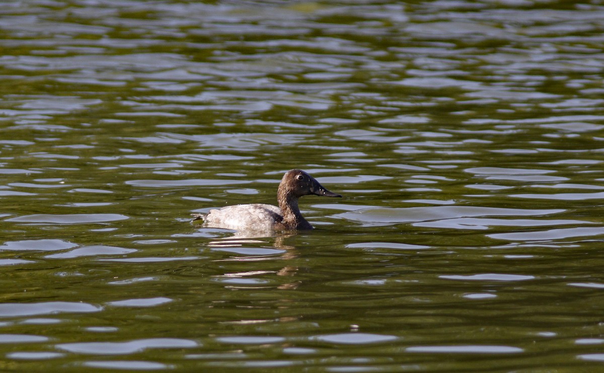 Fuligule à dos blanc - ML646954670
