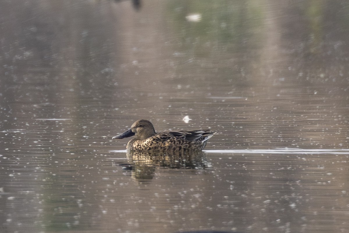 ハシビロガモ - ML646954671