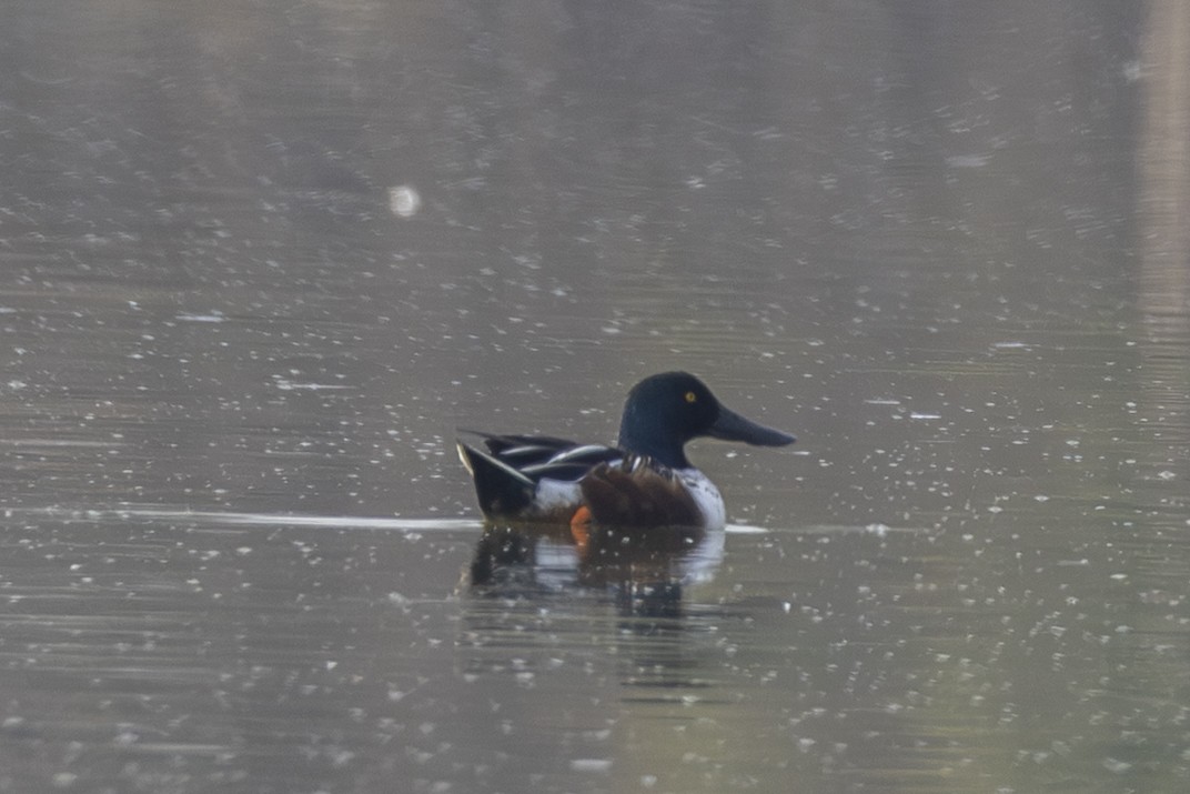 ハシビロガモ - ML646954672