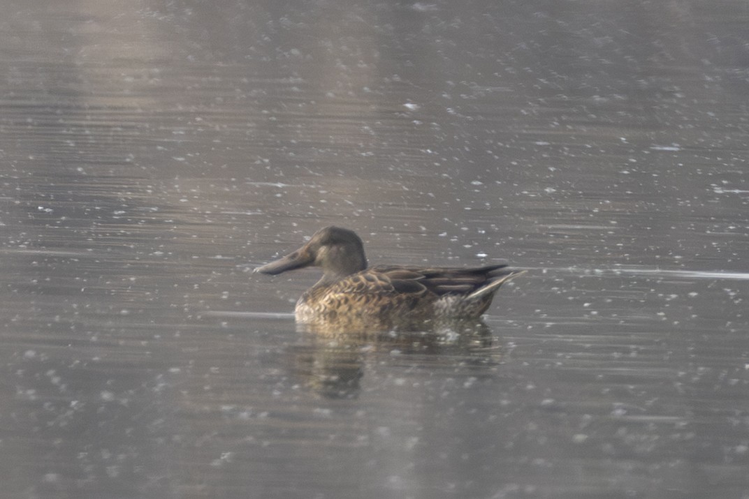 ハシビロガモ - ML646954673