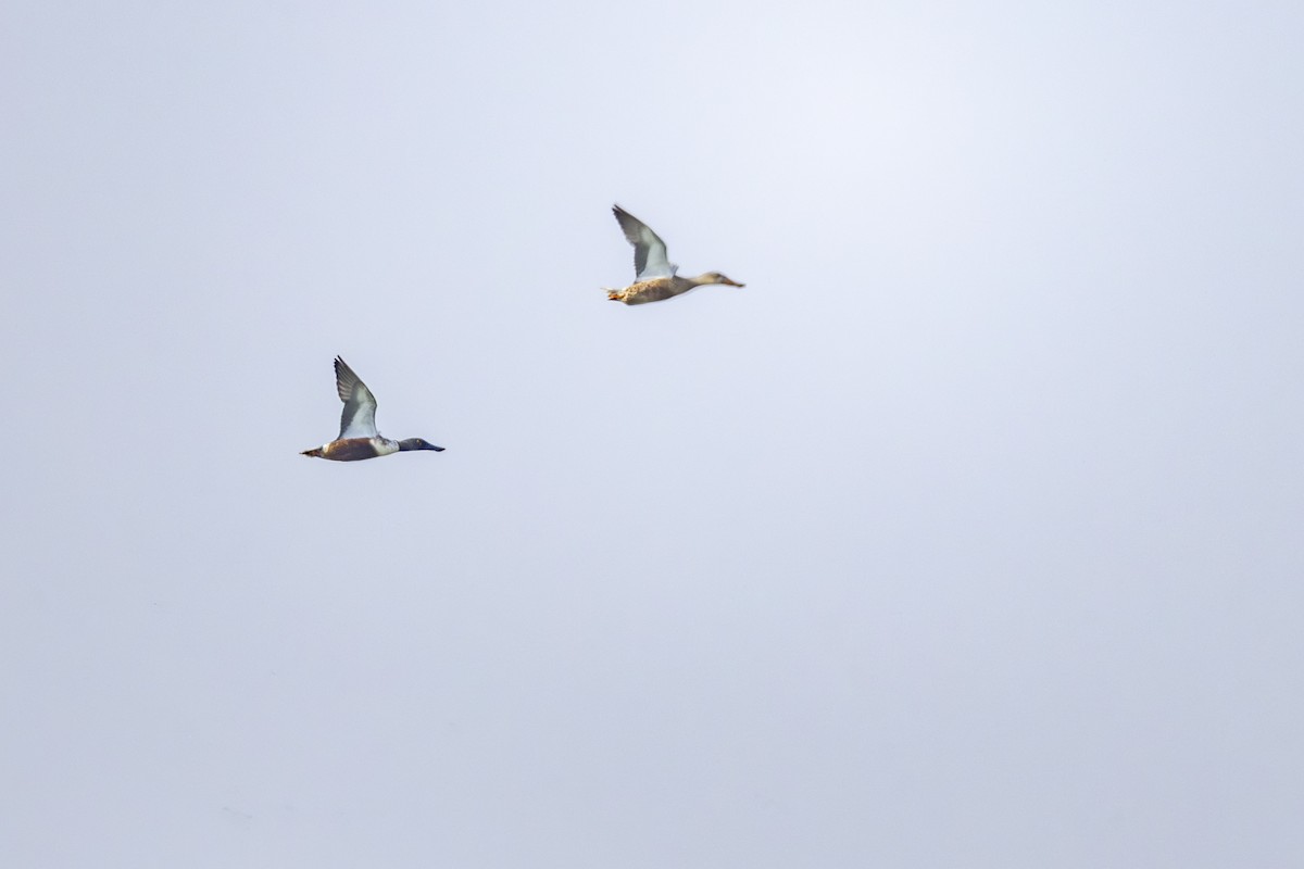 ハシビロガモ - ML646954674