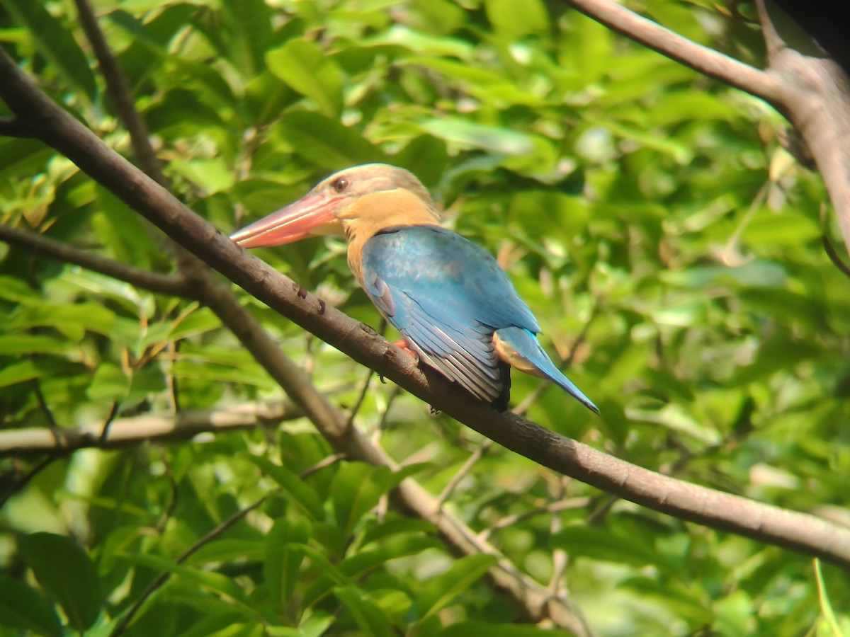 Аистоклювый гуриал - ML646954675