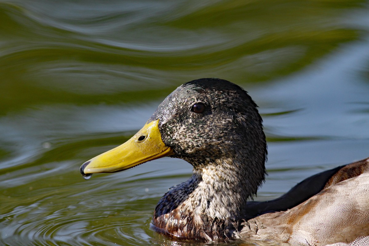 Mallard - ML646954676