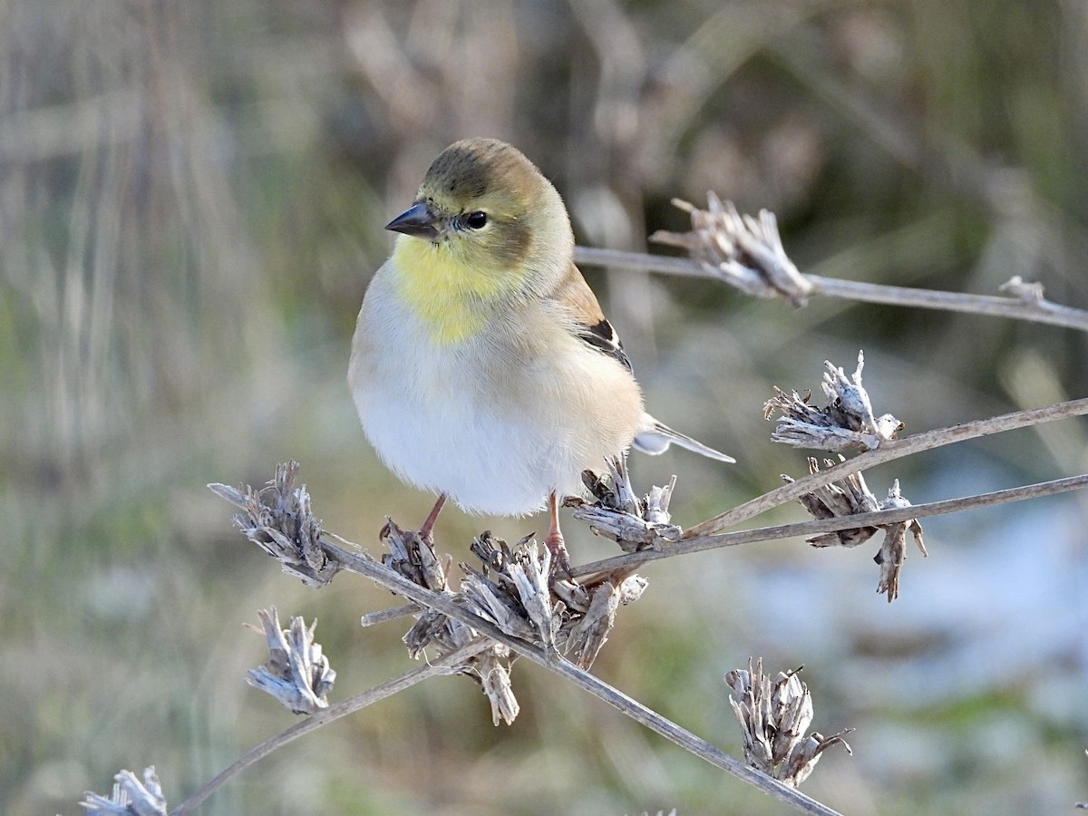 American Goldfinch - ML646954677
