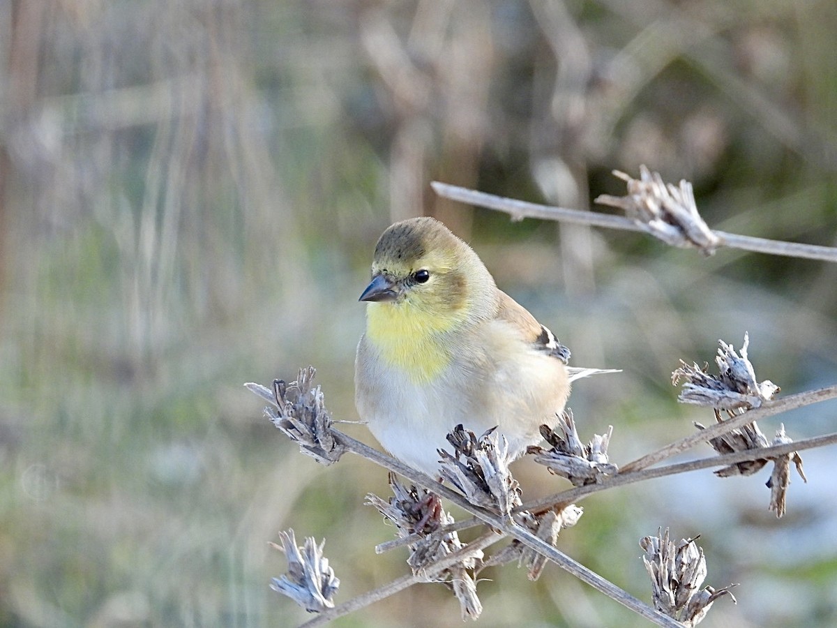 American Goldfinch - ML646954678