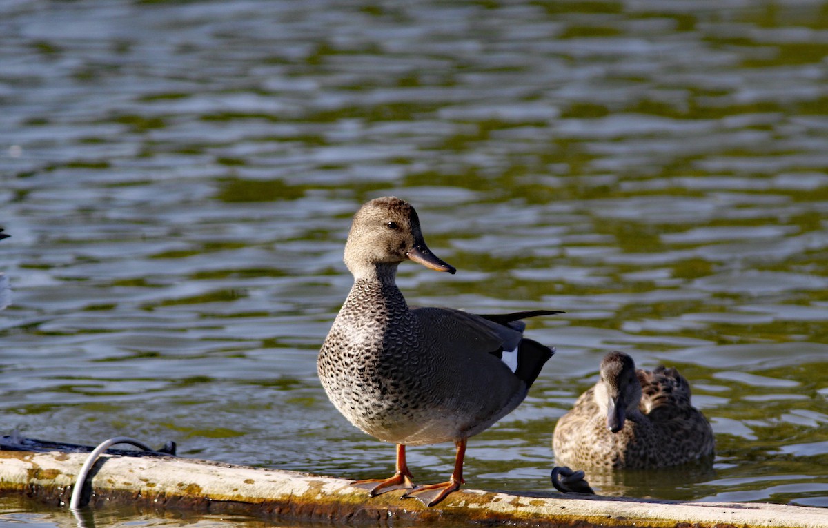 赤膀鴨 - ML646954680
