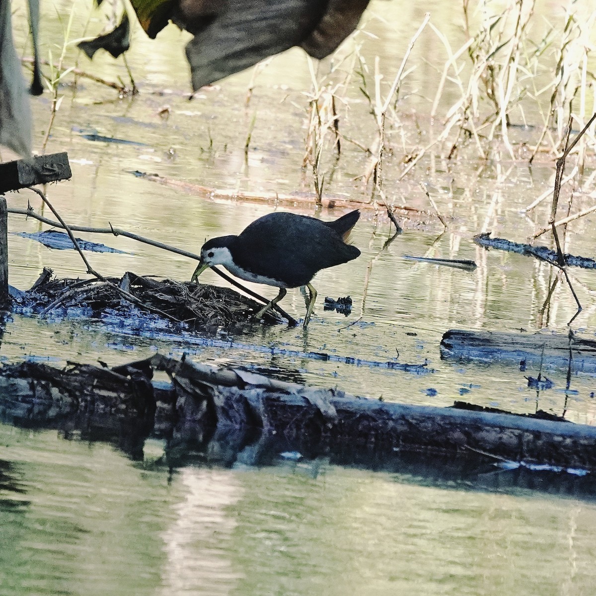 シロハラクイナ - ML646954682