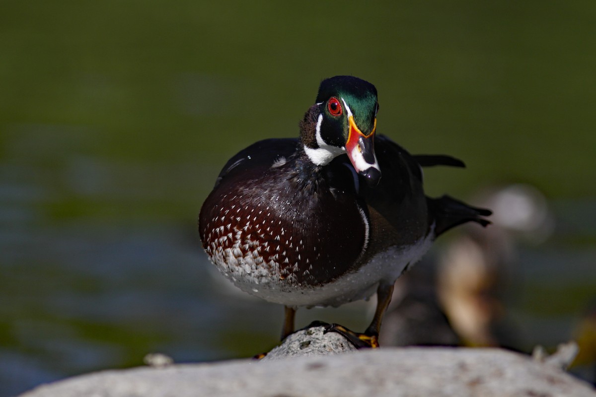 Canard branchu - ML646954683