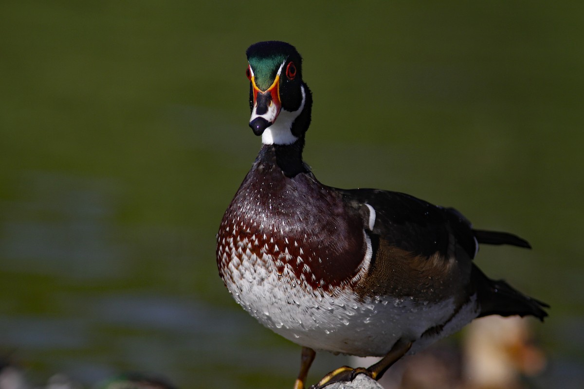 Canard branchu - ML646954684