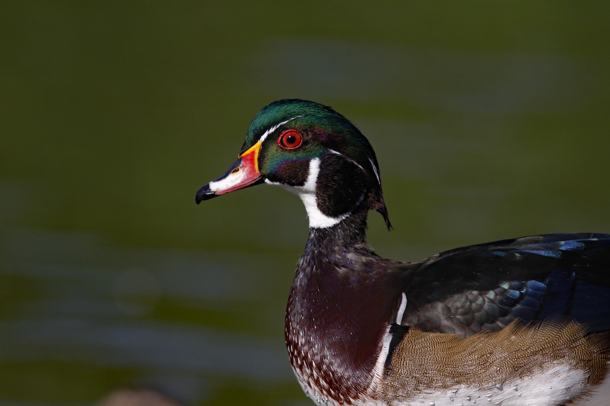 Canard branchu - ML646954685