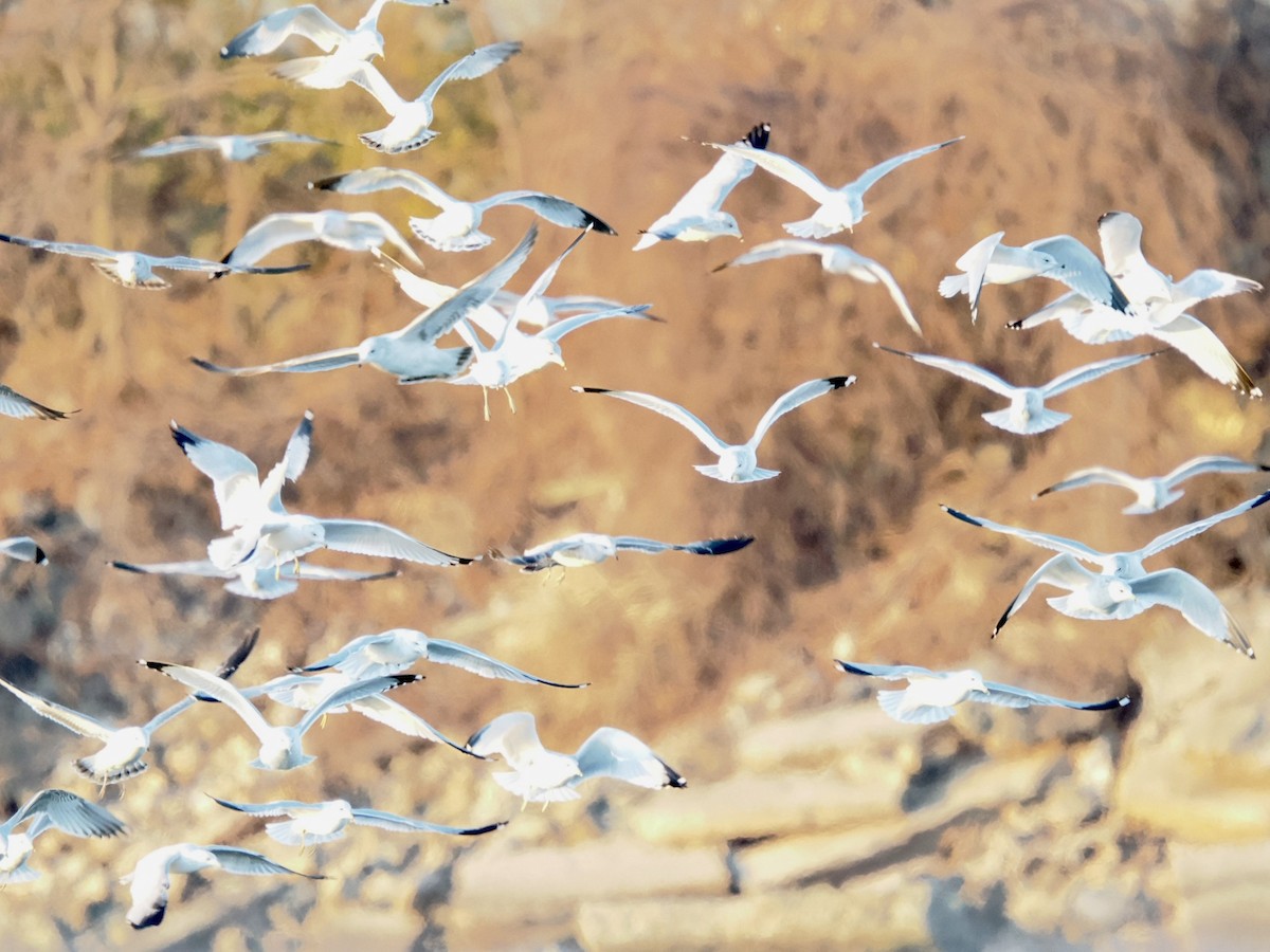 Ring-billed Gull - ML646954686
