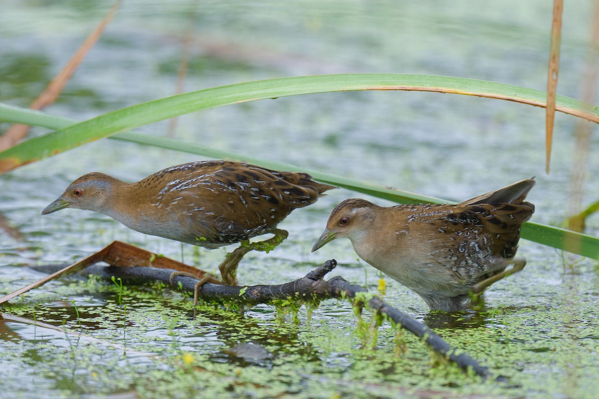 ヒメクイナ - ML646954687