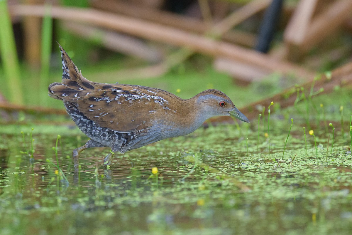 ヒメクイナ - ML646954688