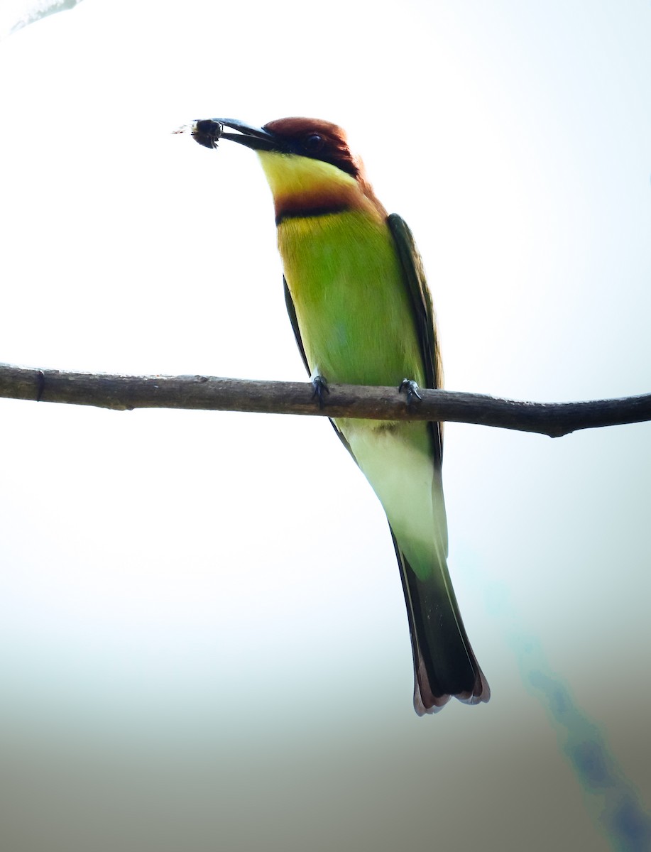 チャガシラハチクイ - ML646954689