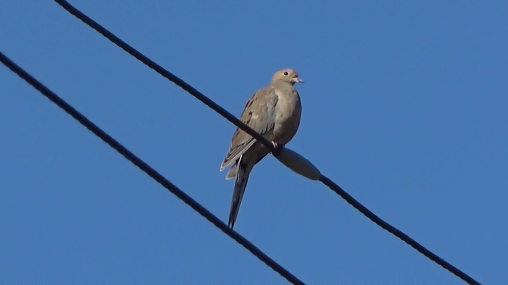 Zenaida Huilota - ML646954691