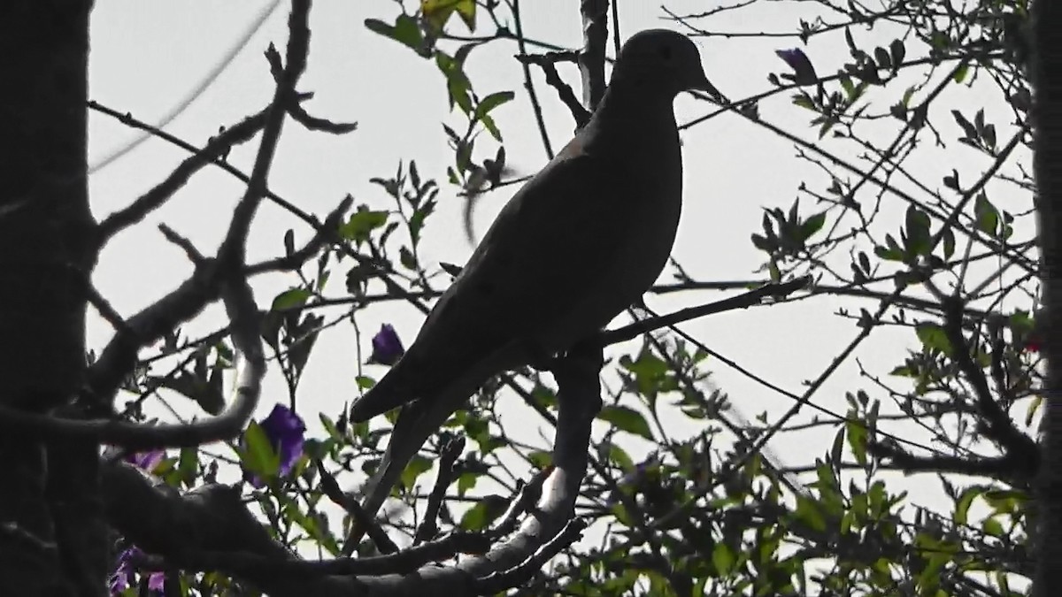 Zenaida Huilota - ML646954692