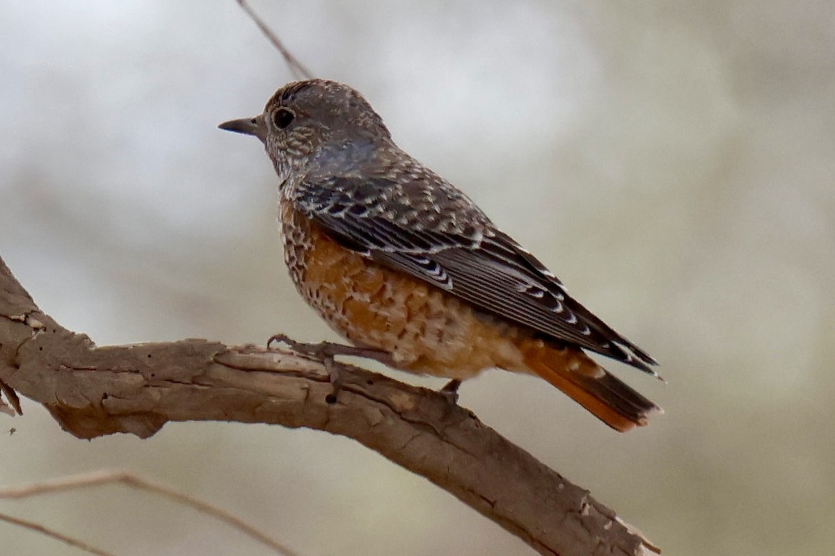 Rufous-tailed Rock-Thrush - ML646954693