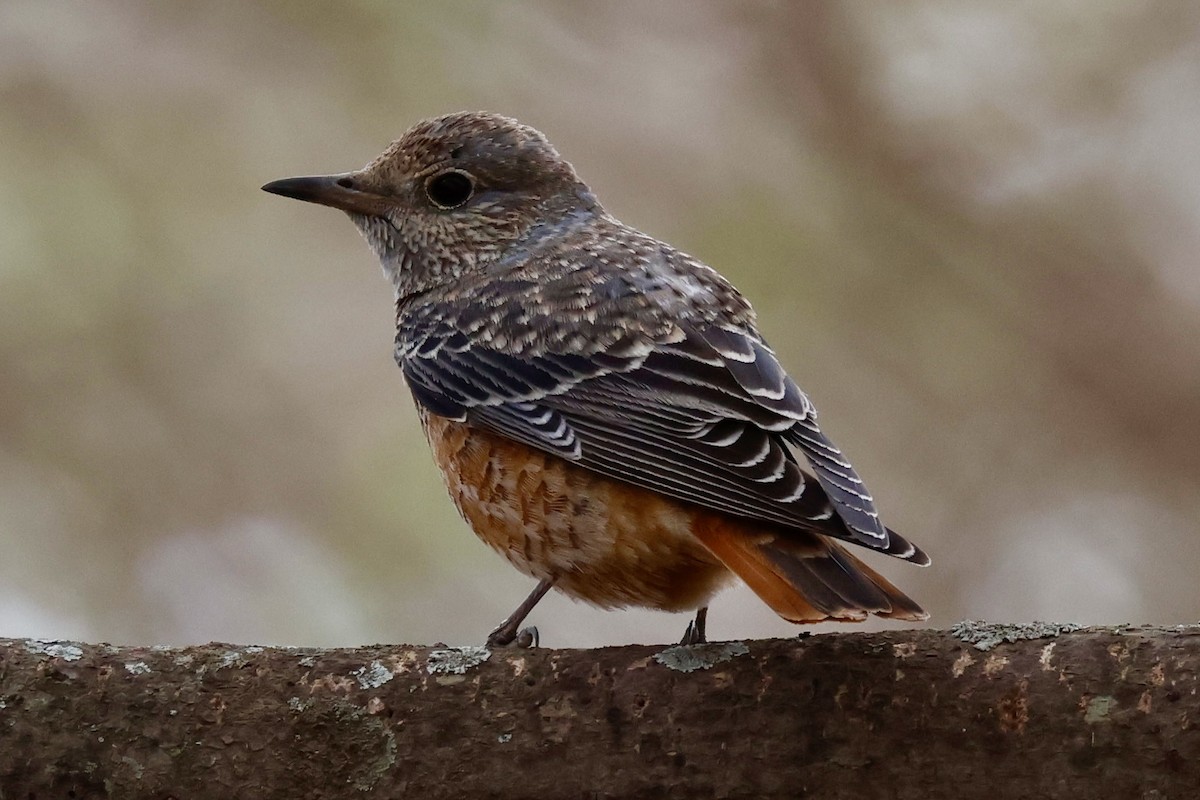 Rufous-tailed Rock-Thrush - ML646954694