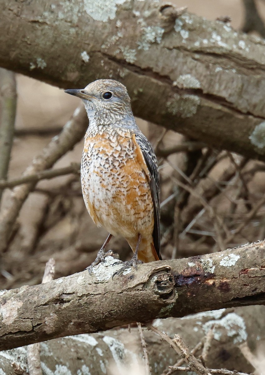 Rufous-tailed Rock-Thrush - ML646954695